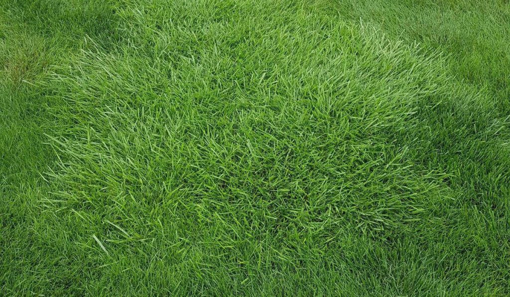 The best lawn grass for Florida