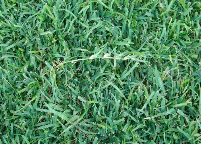 drought resistant grass florida