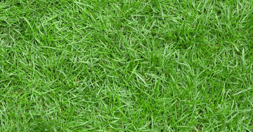 best grass seed for southwest Florida