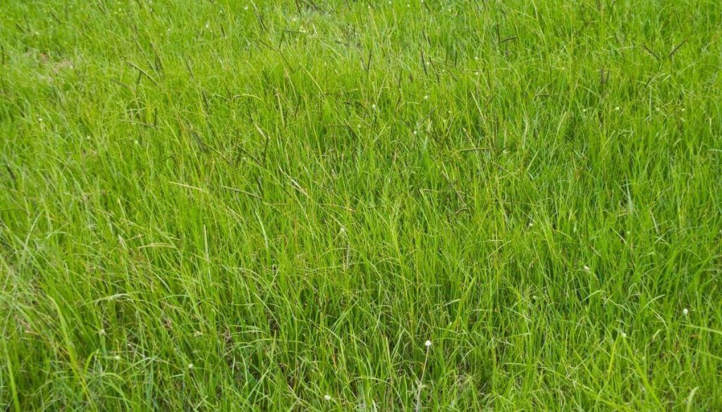 The best type of grass for Florida