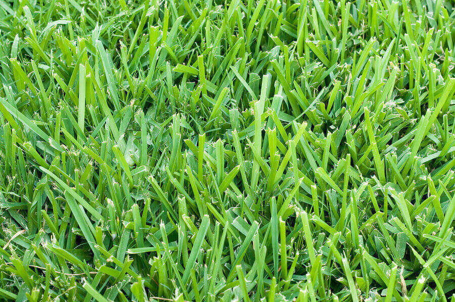 Green types of sod in Florida 