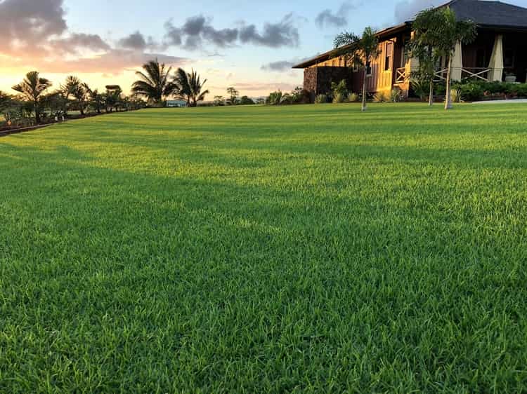 best Florida grass