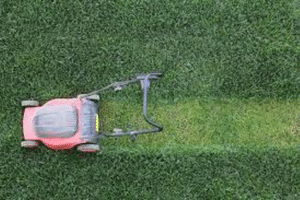 Best Lawn Mower For Zoysia Grass